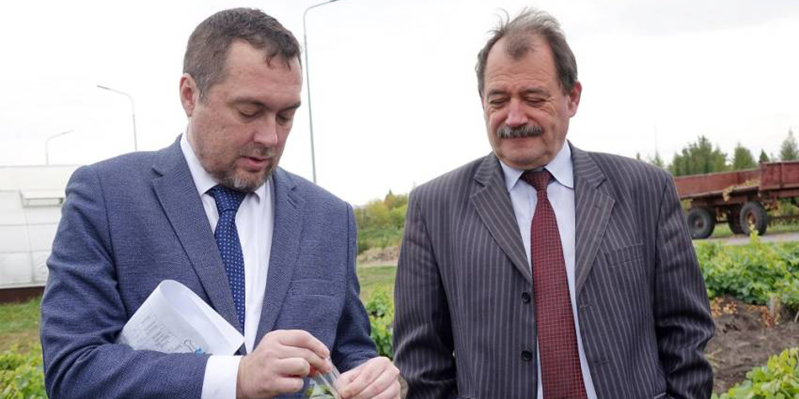 Курчатовский геномный центр выполнит паспортизацию белгородского винограда